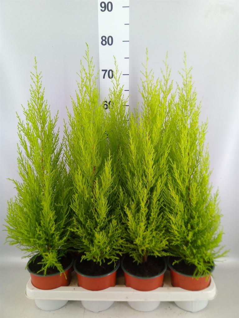 Горшечные цветы и растения оптом Cupressus Macro. goldcrest Wilma от 7шт из Голландии с доставкой по России