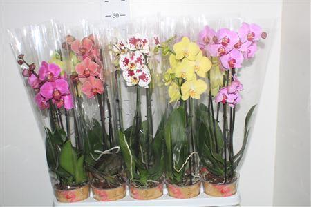 Горшечные цветы и растения оптом Phal Gem 6 Kl 2 Branche 12+ от 10шт из Голландии с доставкой по России