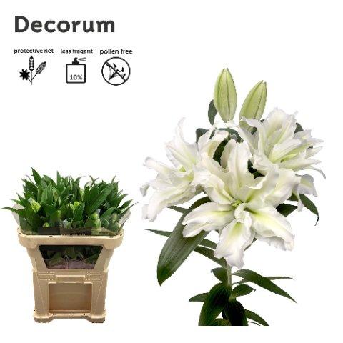 Срезанные цветы оптом Lilium or dbl roselily aisha от 30шт из Голландии с доставкой по России