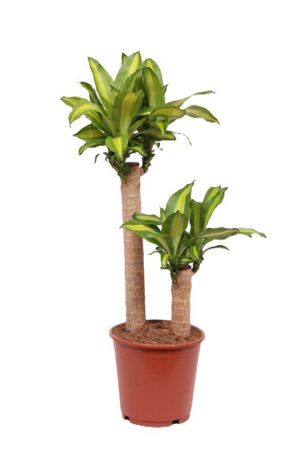 Горшечные цветы и растения оптом Dracaena Massangeana 60-30 от 1шт из Голландии с доставкой по России