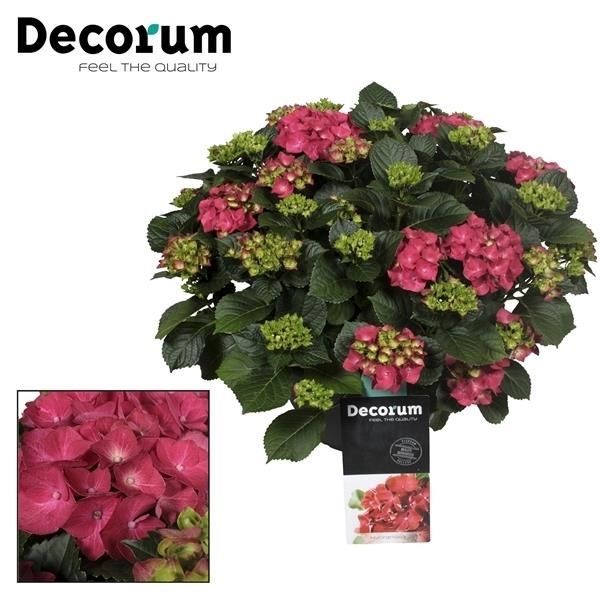 Горшечные цветы и растения оптом Hydrangea Ma Red 20+ (decorum) от 1шт из Голландии с доставкой по России