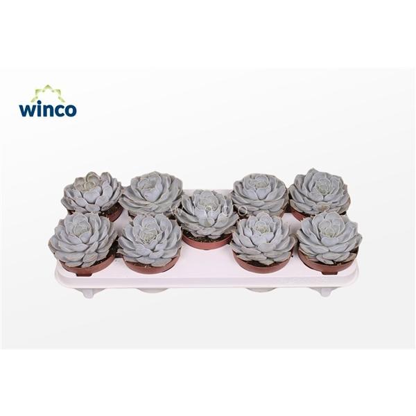 Горшечные цветы и растения оптом Echeveria Rinionii от 8шт из Голландии с доставкой по России