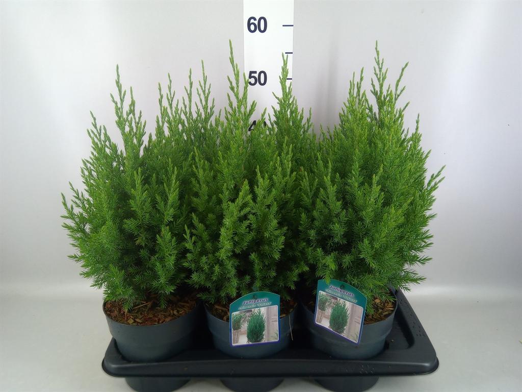 Горшечные цветы и растения оптом Juniperus Chinensis stricta от 6шт из Голландии с доставкой по России