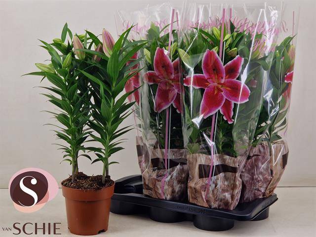 Горшечные цветы и растения оптом Lil Or Entertainer от 6шт из Голландии с доставкой по России