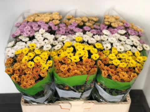 Срезанные цветы оптом Chrys sa rossi mix in bucket от 75шт. из Голландии с доставкой по России