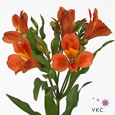 Срезанные цветы оптом Alstroemeria dancing queen от 60шт из Голландии с доставкой по России