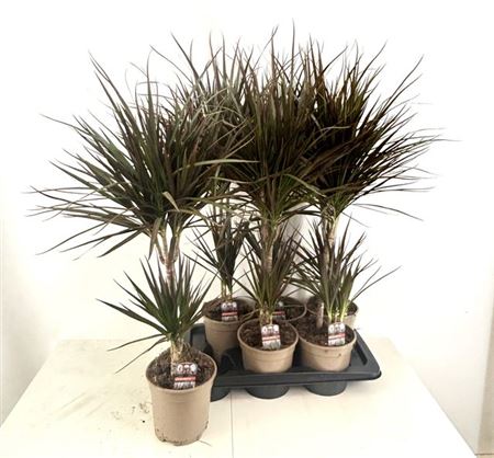 Горшечные цветы и растения оптом Dra Marg Magenta 30-10 Cm от 6шт из Голландии с доставкой по России