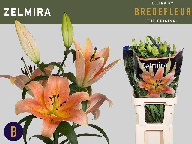 Срезанные цветы оптом Lilium or zelmira от 20шт из Голландии с доставкой по России