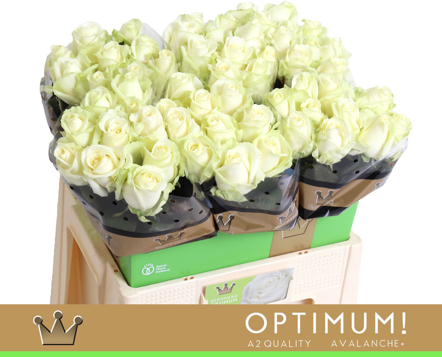 Срезанные цветы оптом Rosa large avalanche+ Bernhard Optimum от 60шт из Голландии с доставкой по России