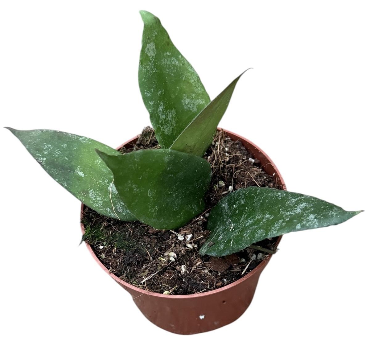 Горшечные цветы и растения оптом Hoya Caudata от 1шт из Голландии с доставкой по России