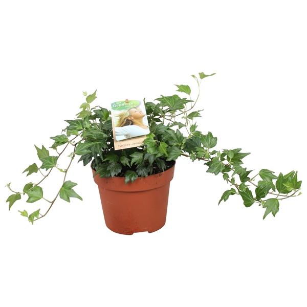 Горшечные цветы и растения оптом Hedera Helix Jessica от 8шт из Голландии с доставкой по России