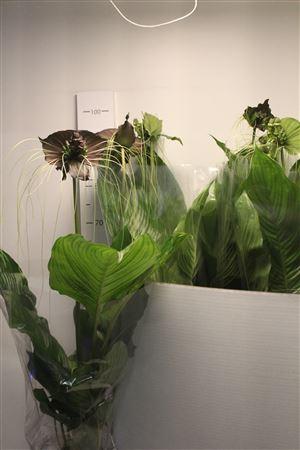 Горшечные цветы и растения оптом Tacca Chantrieri In Deco Pot от 6шт из Голландии с доставкой по России