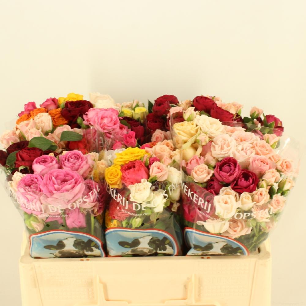 Срезанные цветы оптом Rosa spray mix rainbow (mixbunch) от 60шт из Голландии с доставкой по России