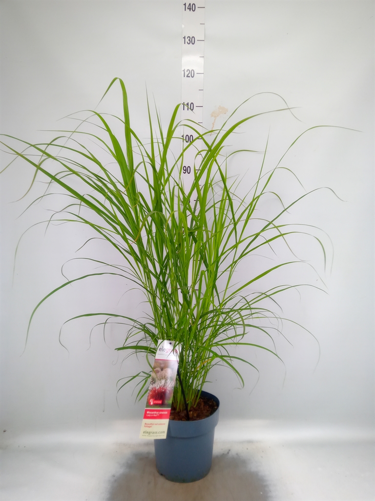 Горшечные цветы и растения оптом Miscanthus Sin. от 1шт из Голландии с доставкой по России
