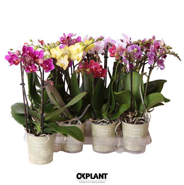 Горшечные цветы и растения оптом Phalaenopsis Mf. Mix Natural Charm от 12шт из Голландии с доставкой по России