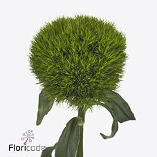 Срезанные цветы оптом Dianthus br kiwi mellow от 30шт из Голландии с доставкой по России