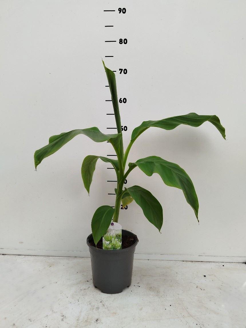 Горшечные цветы и растения оптом Musa Basjoo от 6шт из Голландии с доставкой по России