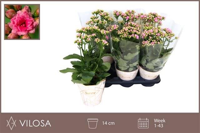 Горшечные цветы и растения оптом Kalanchoe Ge Rf Gracf Pink от 6шт из Голландии с доставкой по России
