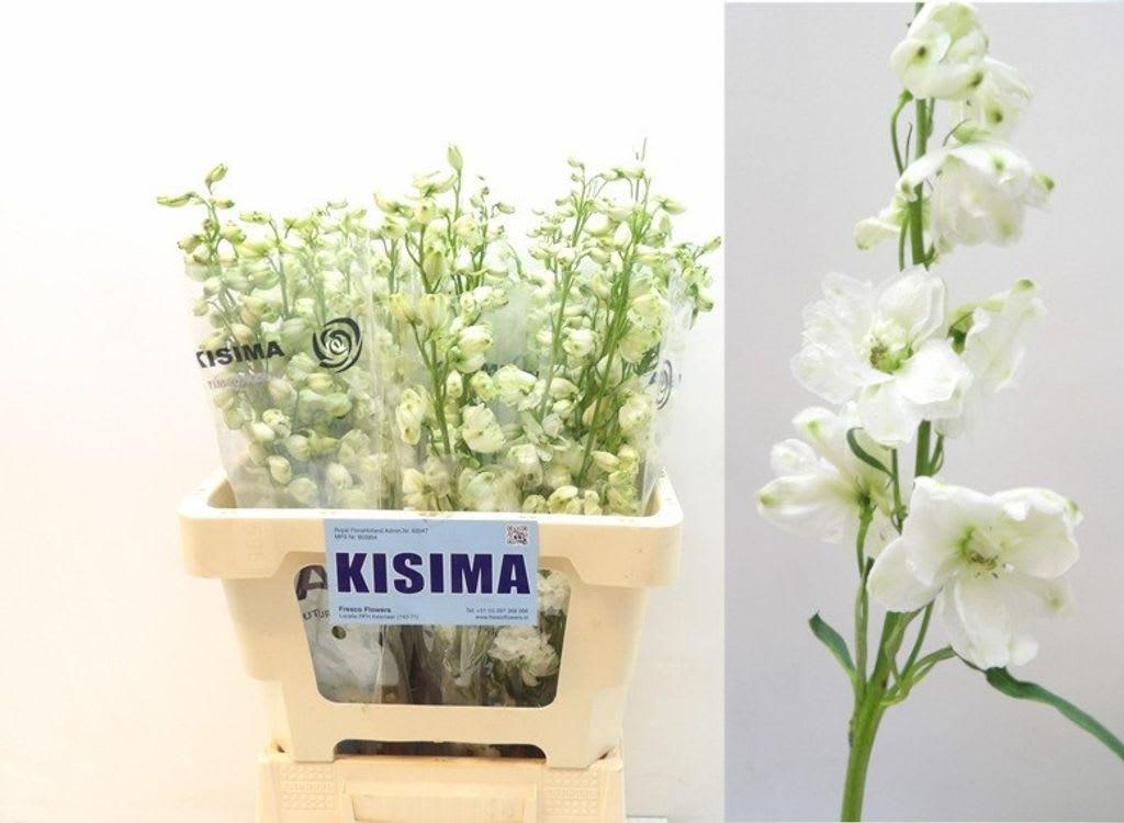 Срезанные цветы оптом Delphinium el guardian white от 40шт из Голландии с доставкой по России
