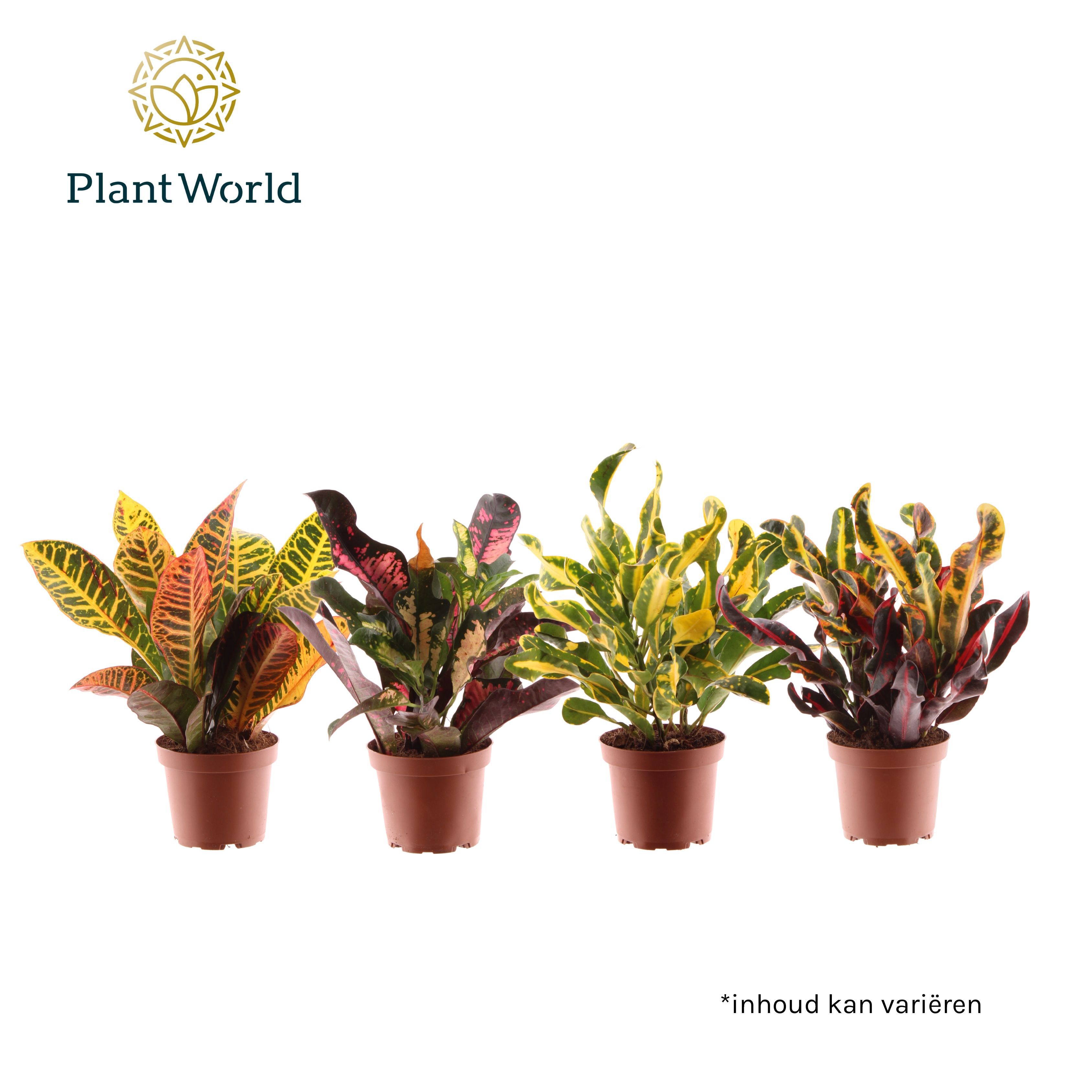 Горшечные цветы и растения оптом Codiaeum  3-5pp Mix от 10шт из Голландии с доставкой по России