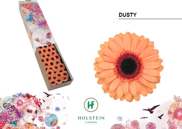 Срезанные цветы оптом Germini dusty от 60шт из Голландии с доставкой по России