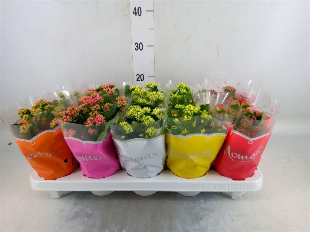 Горшечные цветы и растения оптом Kalanchoe Blos.   ..rosebud Mix  5 от 10шт'' из Голландии с доставкой по России