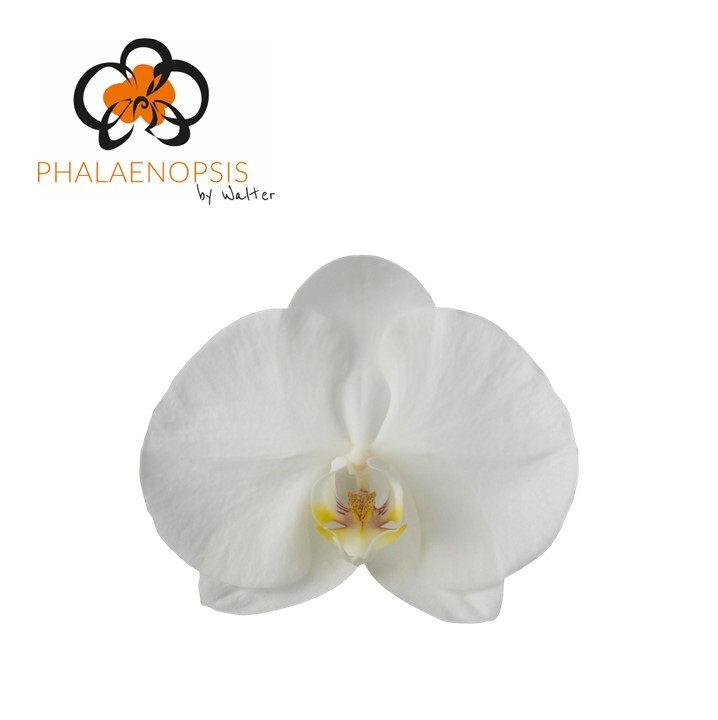 Срезанные цветы оптом Phalaenopsis sensation white (per flower) от 25шт. из Голландии с доставкой по России