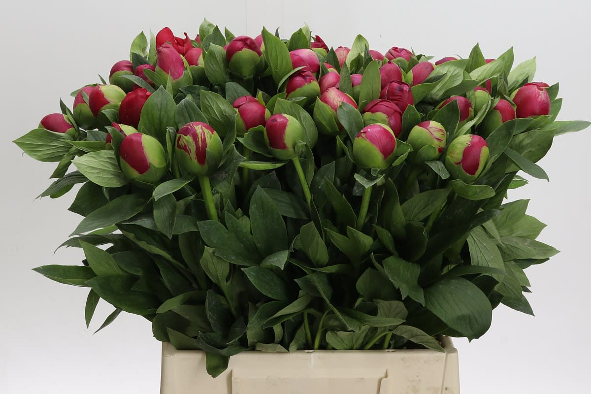 Срезанные цветы оптом Paeonia belgravia от 60шт из Голландии с доставкой по России