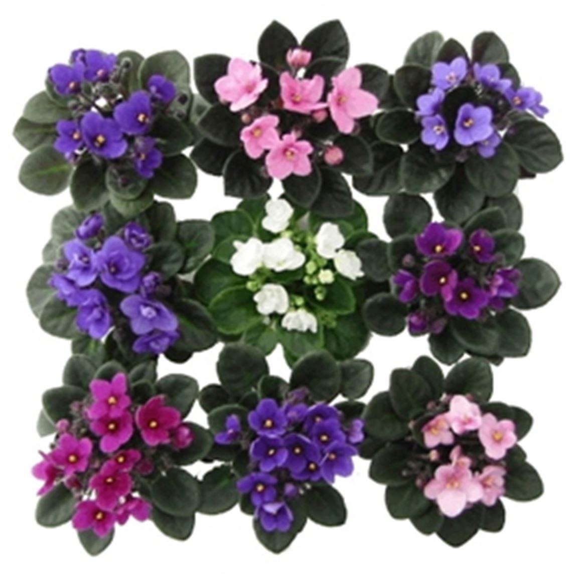 Горшечные цветы и растения оптом Saintpaulia Pink Voila La Fleur от 8шт (для телеги) из Голландии с доставкой по России