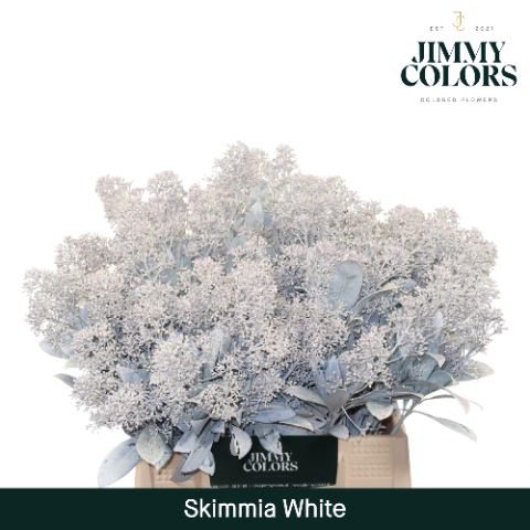 Срезанные цветы оптом Skimmia paint white + glitter от 10шт из Голландии с доставкой по России