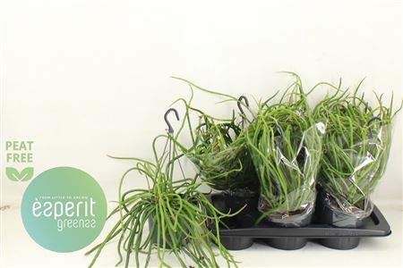 Горшечные цветы и растения оптом Ov Cactus Hangpot от 6шт из Голландии с доставкой по России
