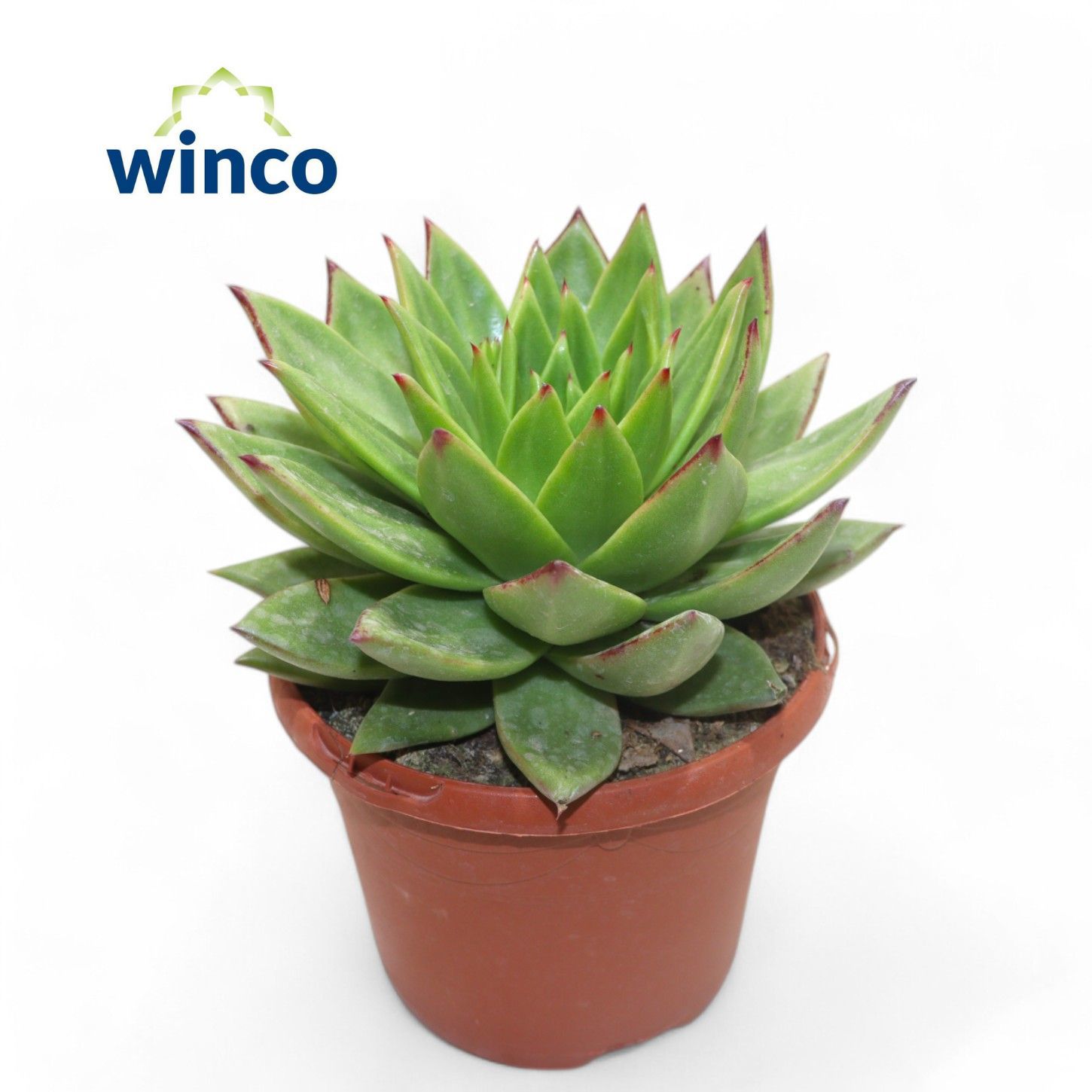 Горшечные цветы и растения оптом Echeveria Lipstick от 3шт из Голландии с доставкой по России