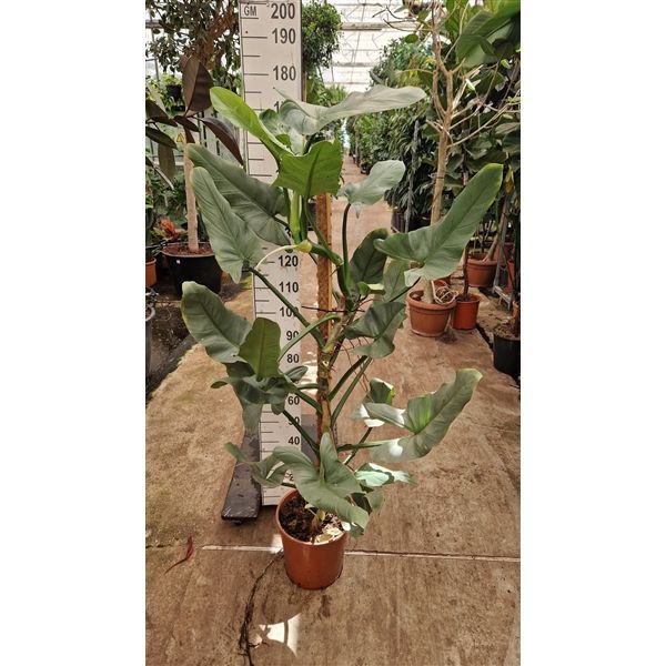 Горшечные цветы и растения оптом Philodendron Hastatum Mosspole от 1шт из Голландии с доставкой по России