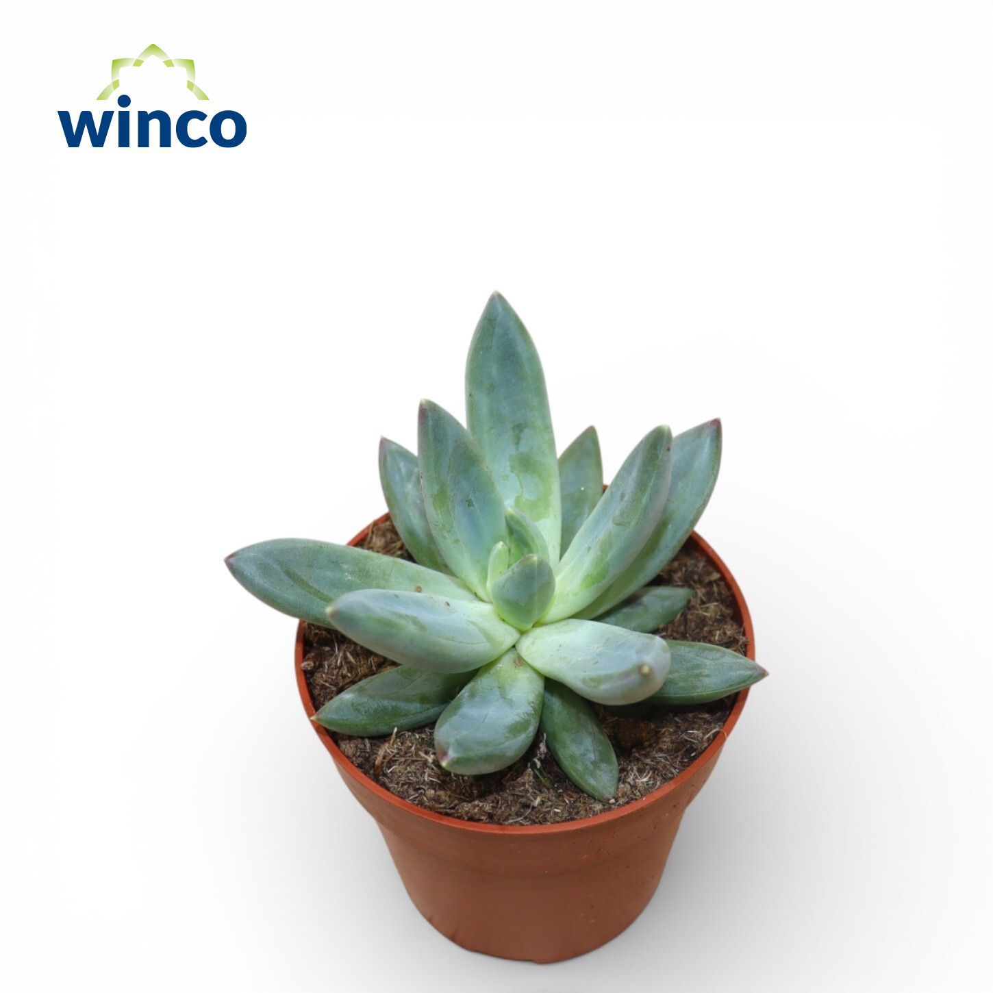 Горшечные цветы и растения оптом Echeveria Hookerii от 18шт (для телеги) из Голландии с доставкой по России