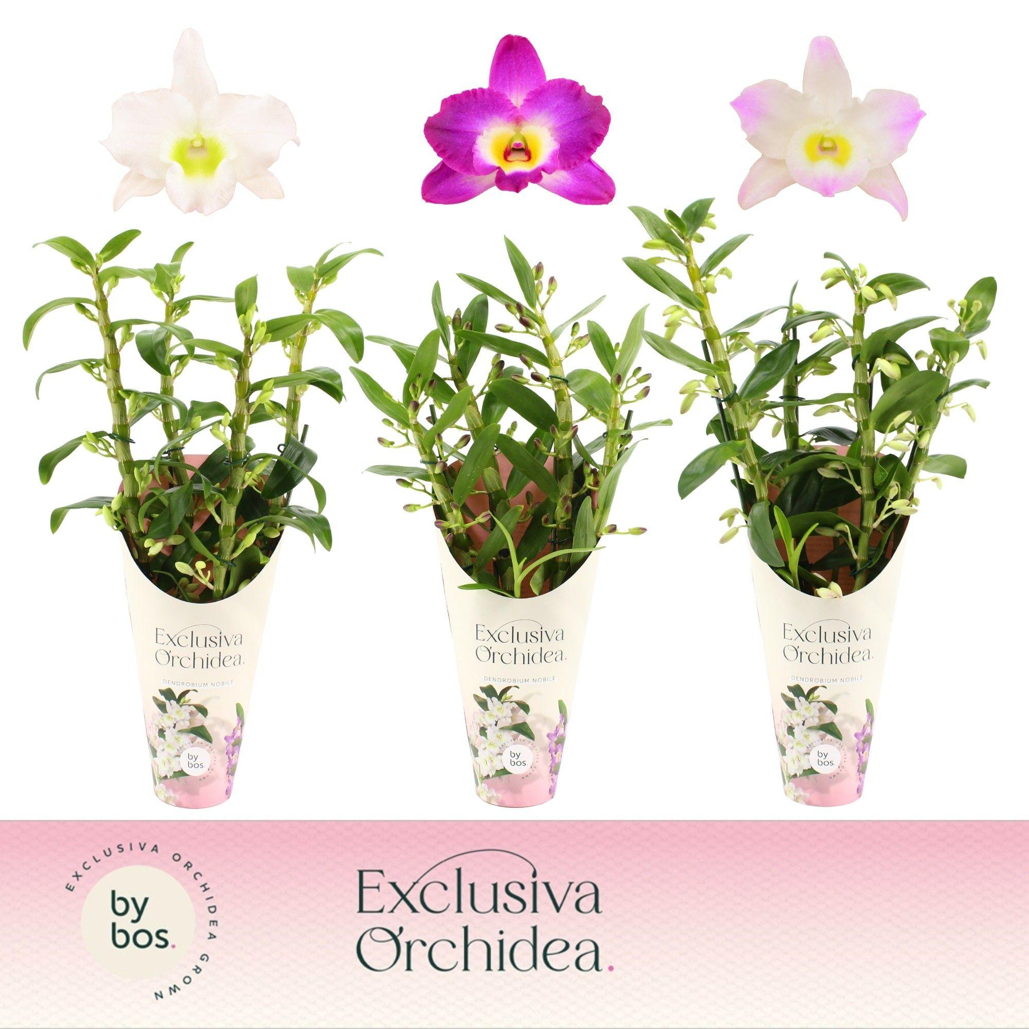 Горшечные цветы и растения оптом Dendr Nob 4st Mix Exclusiva Orchidea от 6шт из Голландии с доставкой по России