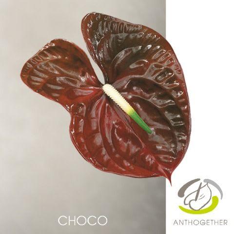Срезанные цветы оптом Anthurium choco от 8шт из Голландии с доставкой по России