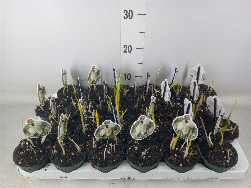 Горшечные цветы и растения оптом Fritillaria Meleagris от 24шт (для телеги) из Голландии с доставкой по России