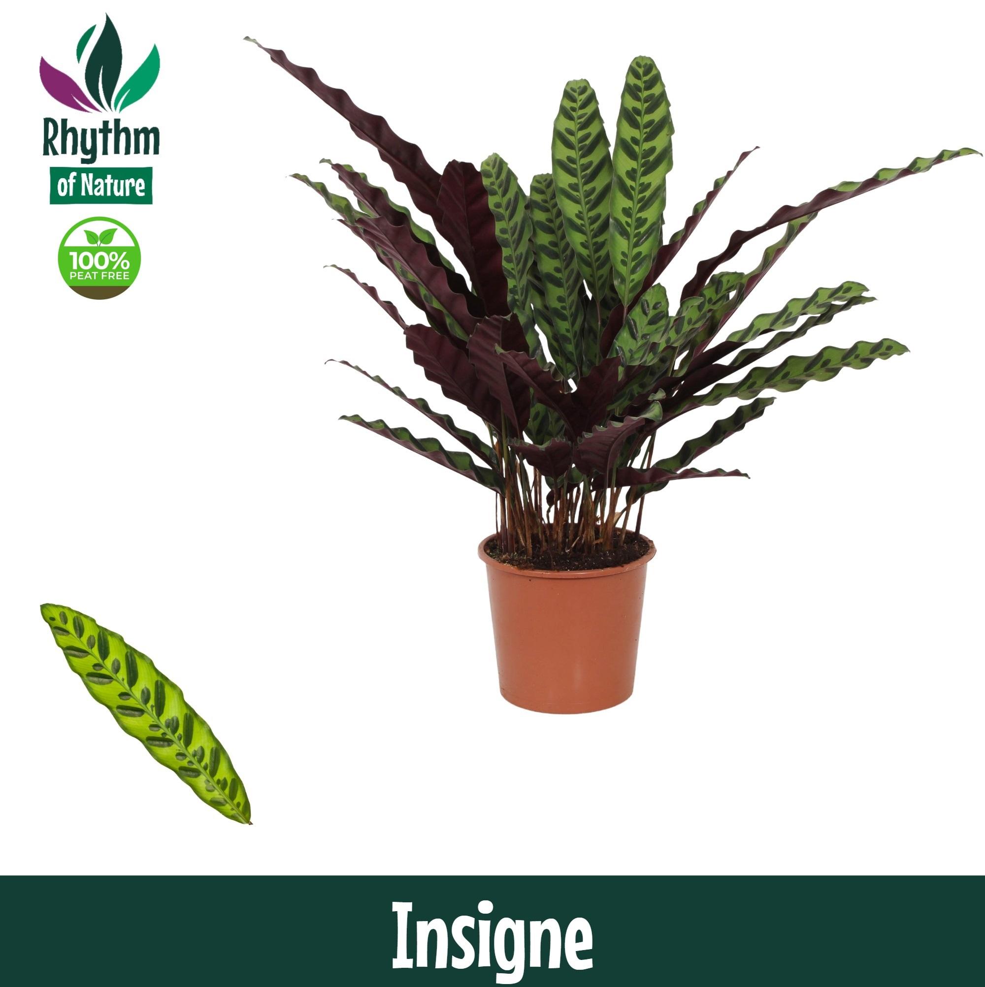 Горшечные цветы и растения оптом Calathea Insigne Rhythm Of Nature от 6шт из Голландии с доставкой по России