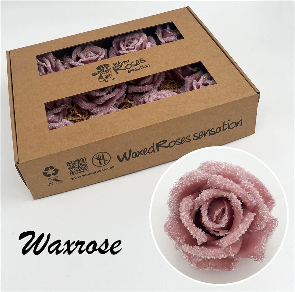 Срезанные цветы оптом Rosa large silk wax icy old pink от 12шт из Голландии с доставкой по России