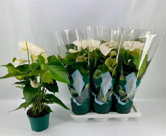 Горшечные цветы и растения оптом Anthu A Samora от 6шт из Голландии с доставкой по России