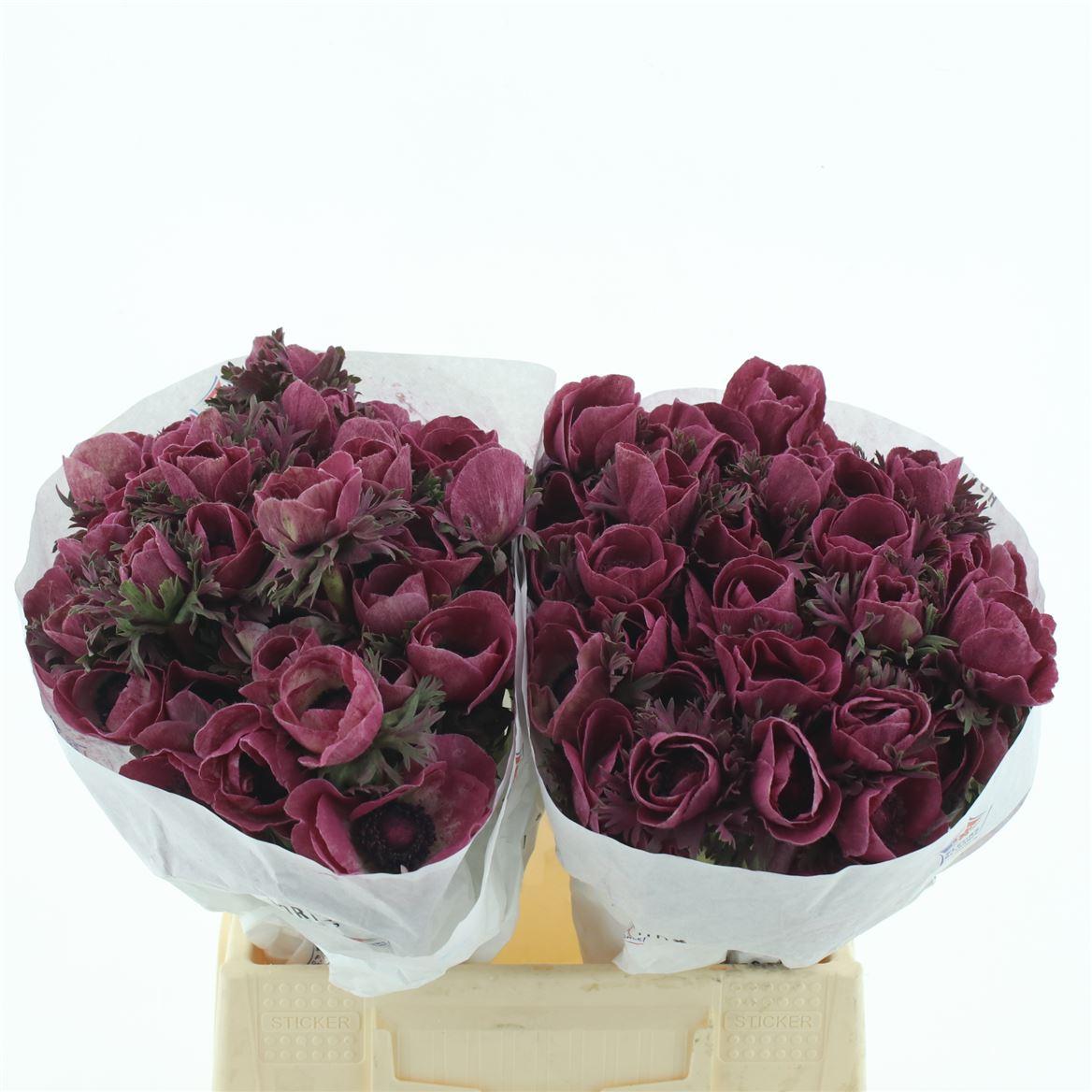 Срезанные цветы оптом Anemone от 100шт из Голландии с доставкой по России