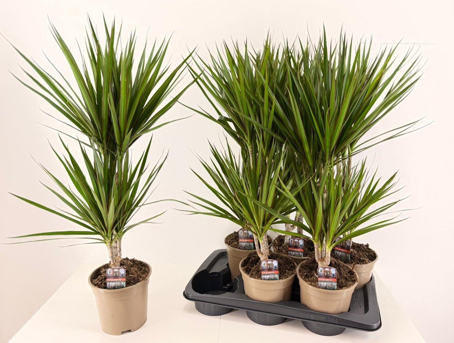 Горшечные цветы и растения оптом Dracaena Marginata от 6шт из Голландии с доставкой по России