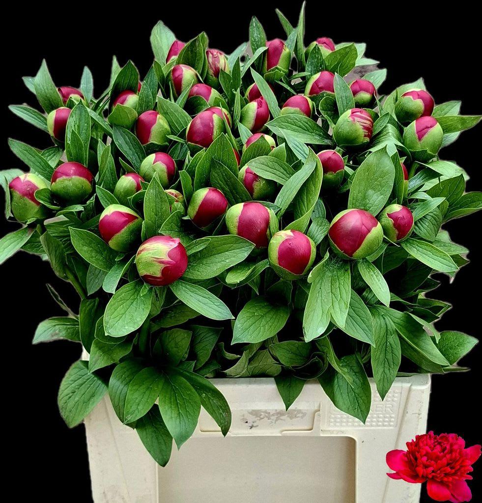 Срезанные цветы оптом Paeonia belgravia от 50шт из Голландии с доставкой по России