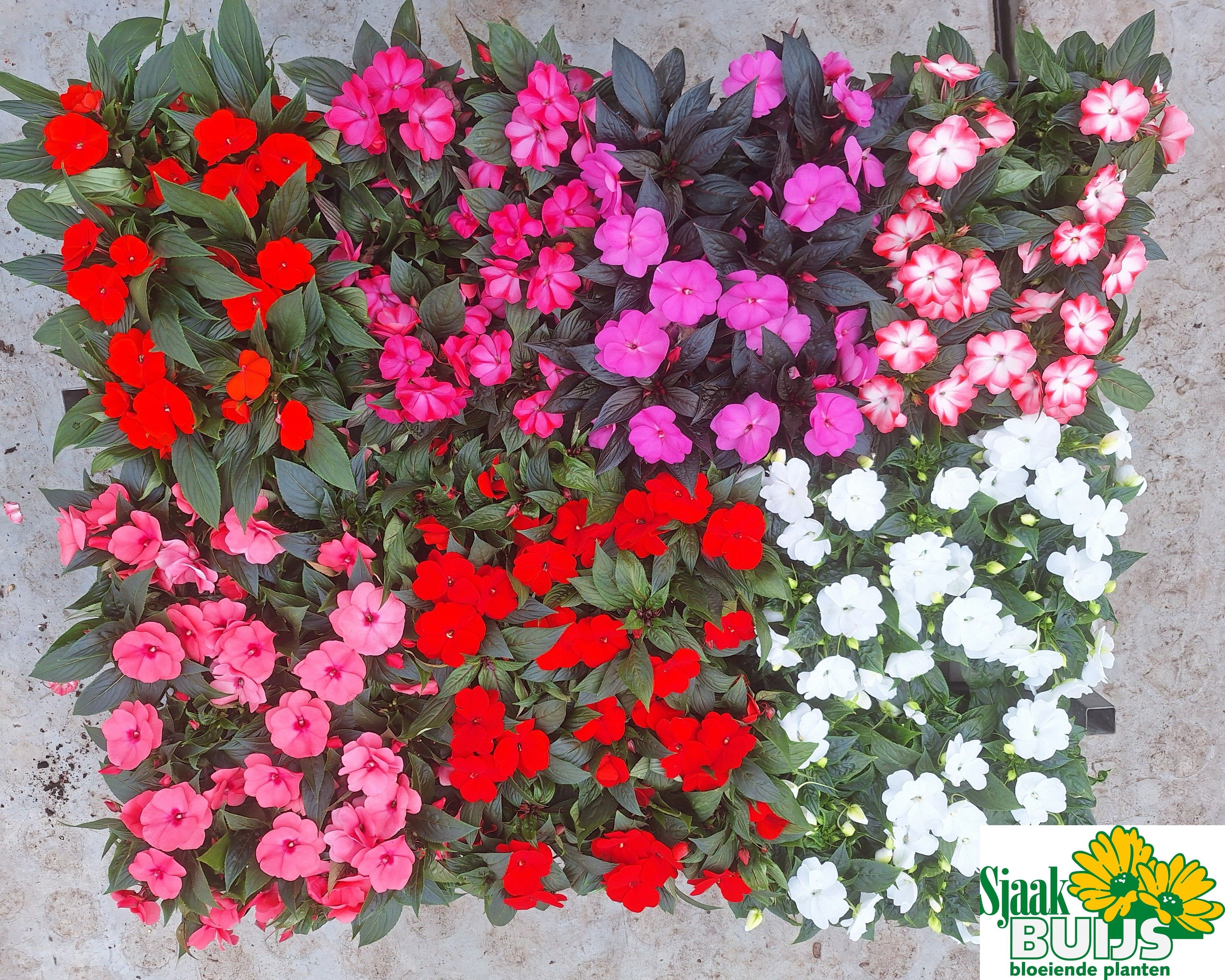 Горшечные цветы и растения оптом Impat Ng Gem 6 Kl от 6шт из Голландии с доставкой по России