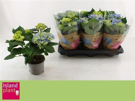 Горшечные цветы и растения оптом Hydrangea Ma Early Blue 4+ от 6шт из Голландии с доставкой по России