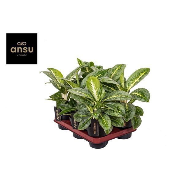 Горшечные цветы и растения оптом Aglaonema Lemon Mint от 6шт из Голландии с доставкой по России