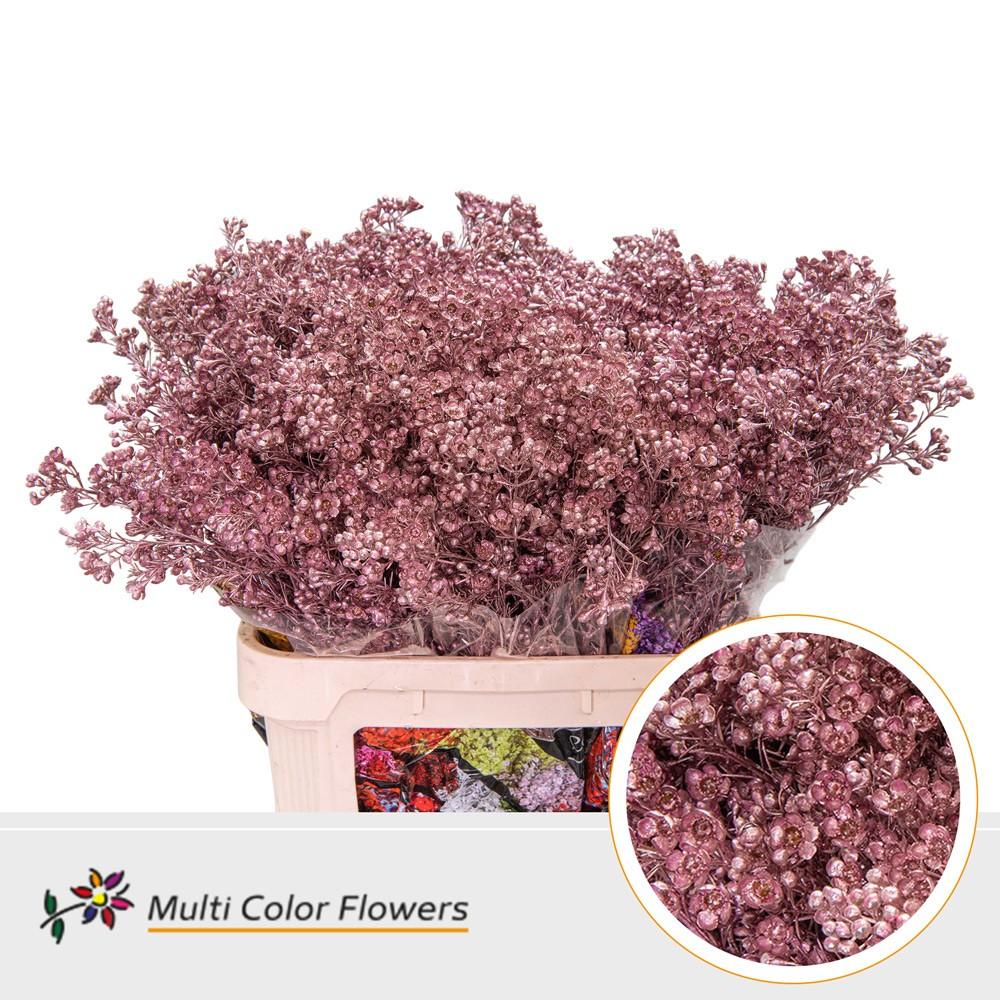 Срезанные цветы оптом Chamelaucium paint champagne от 75шт из Голландии с доставкой по России