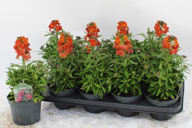 Горшечные цветы и растения оптом Erys Red Jep от 8шт из Голландии с доставкой по России