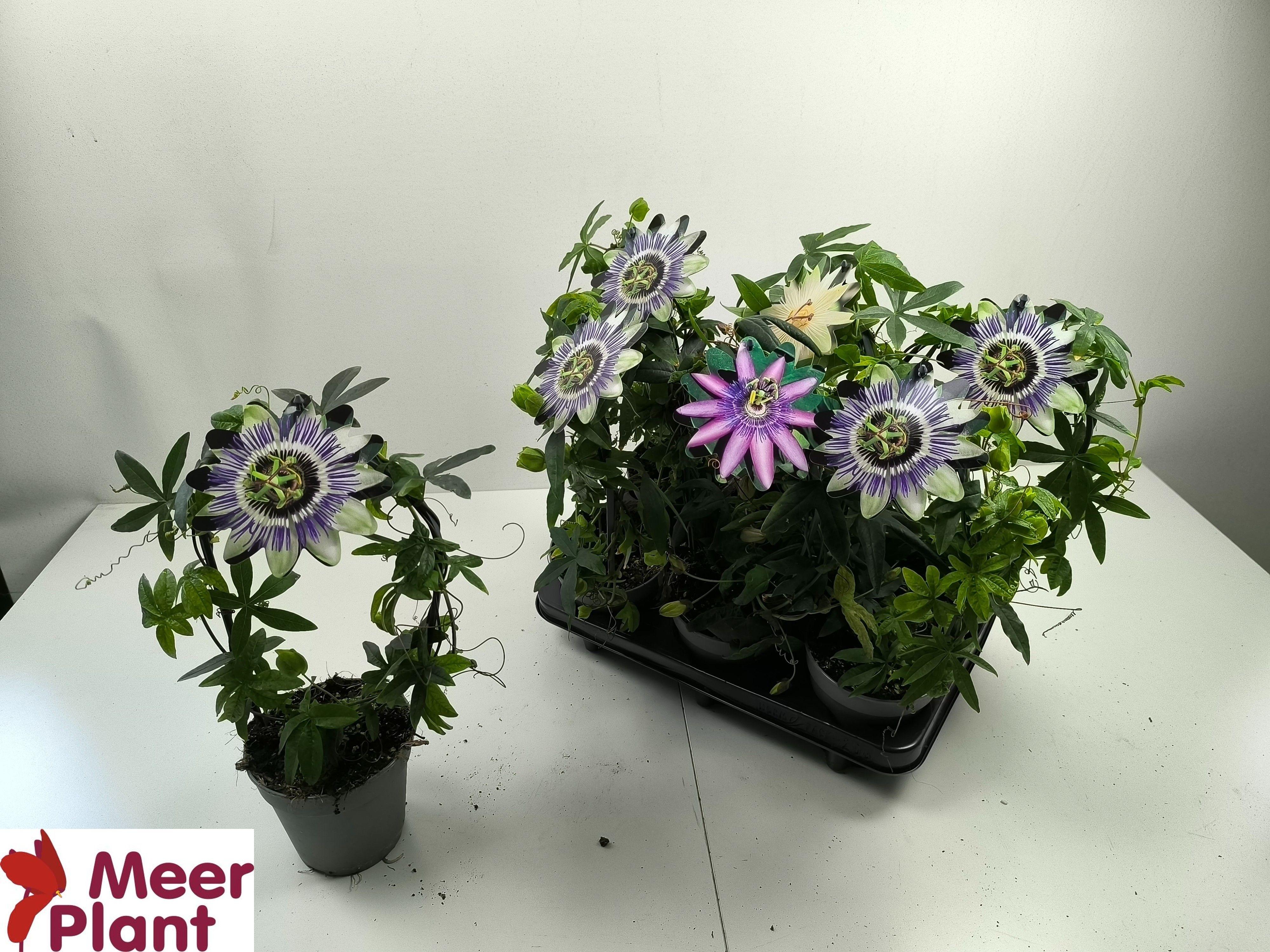 Горшечные цветы и растения оптом Pass Caerulea от 6шт из Голландии с доставкой по России