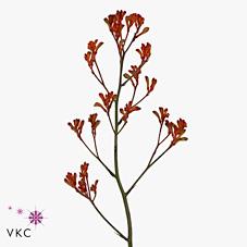 Срезанные цветы оптом Anigozanthos gold fever от 60шт из Голландии с доставкой по России